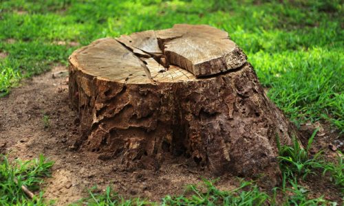 Stump Removal