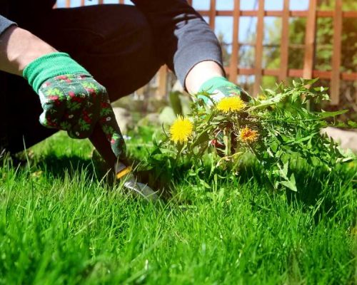 Weed Control & Dethatching