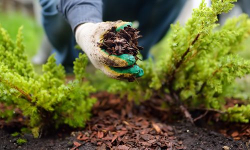 Gardener,Mulching,With,Pine,Bark,Juniper,Plants,In,The,Yard.